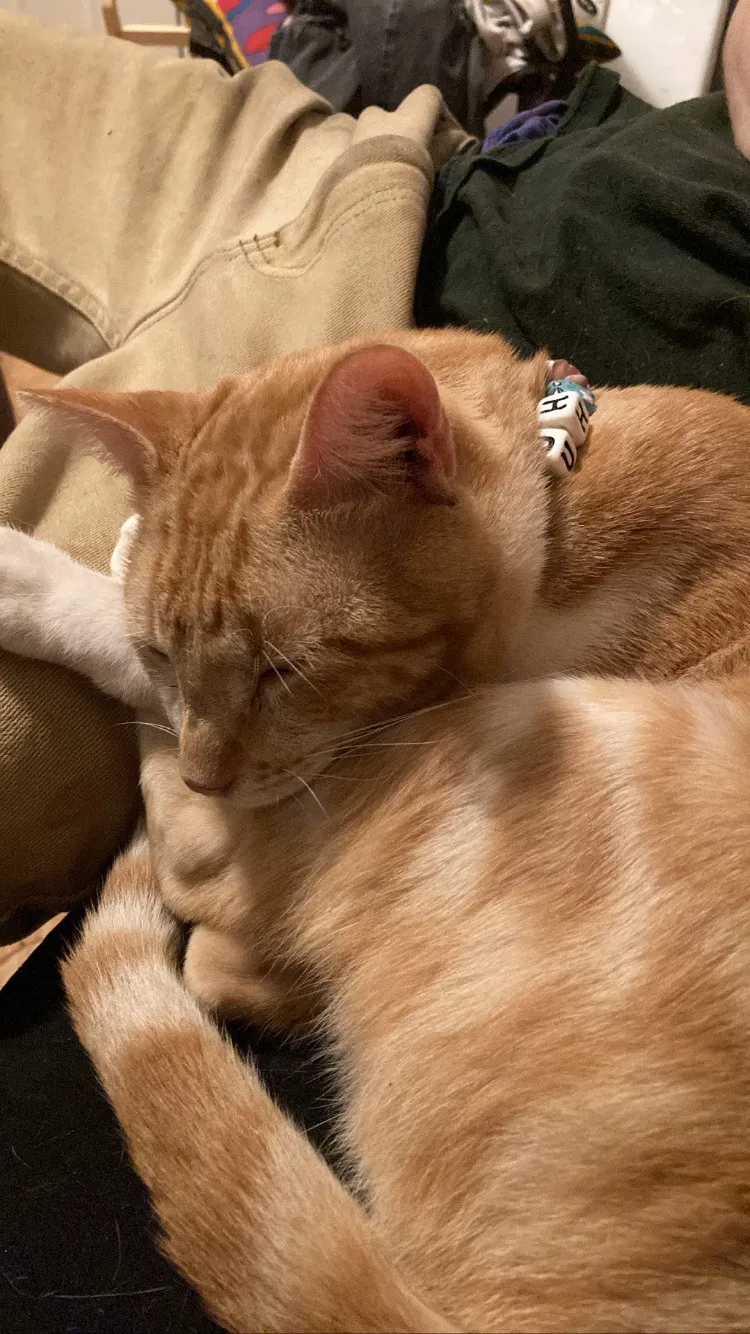 Lost cat in Austin, TX, 78721
