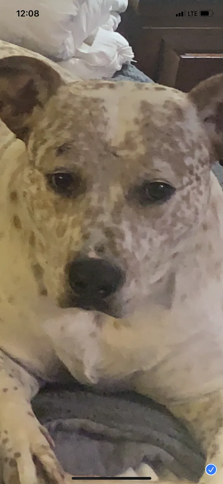 Lost dog in Perris, CA, 92570