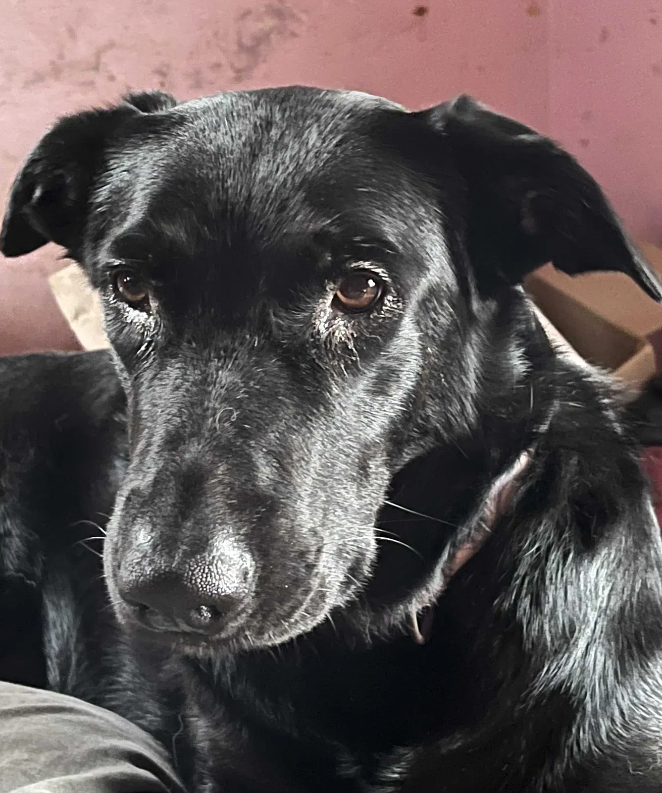 Lost dog in Independence, MO, 64058