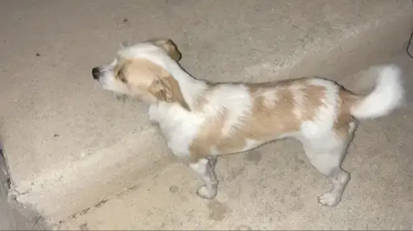 Lost dog in San Antonio, TX, 78251