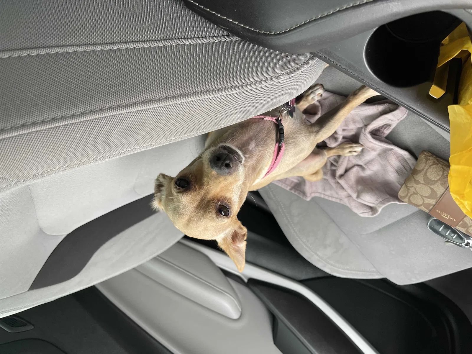 Lost dog in El Paso, TX, 79905