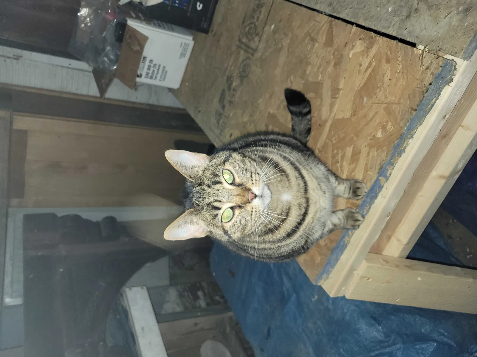 Found cat in Sarver, PA, 16055