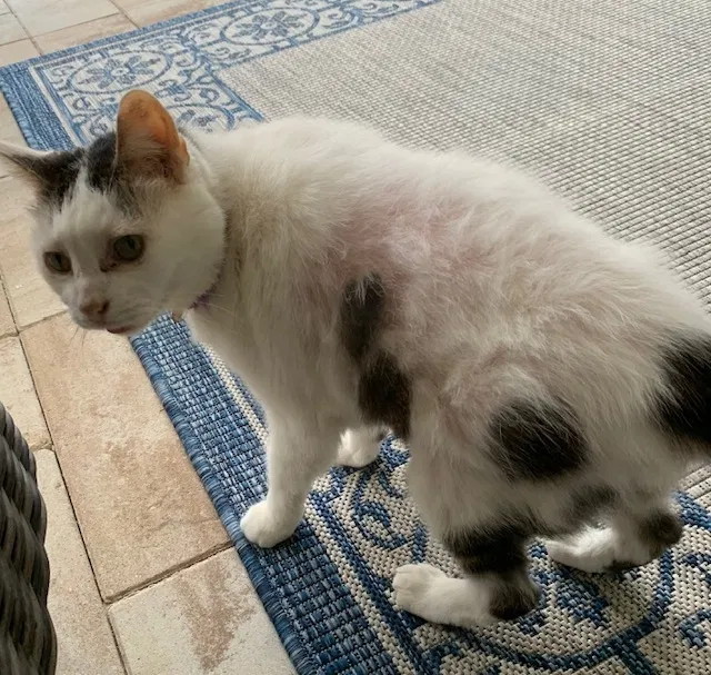 Lost cat in Naples, FL, 34114