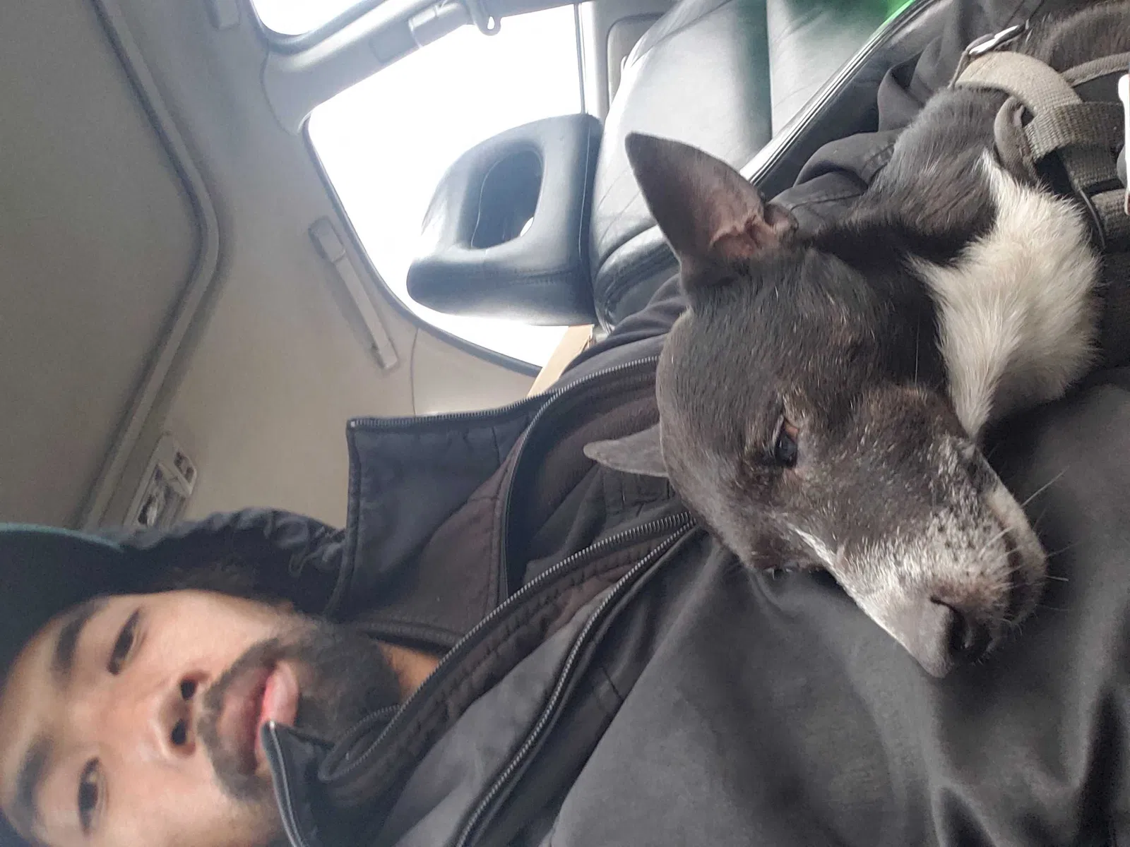 Lost dog in Randle, WA, 98377