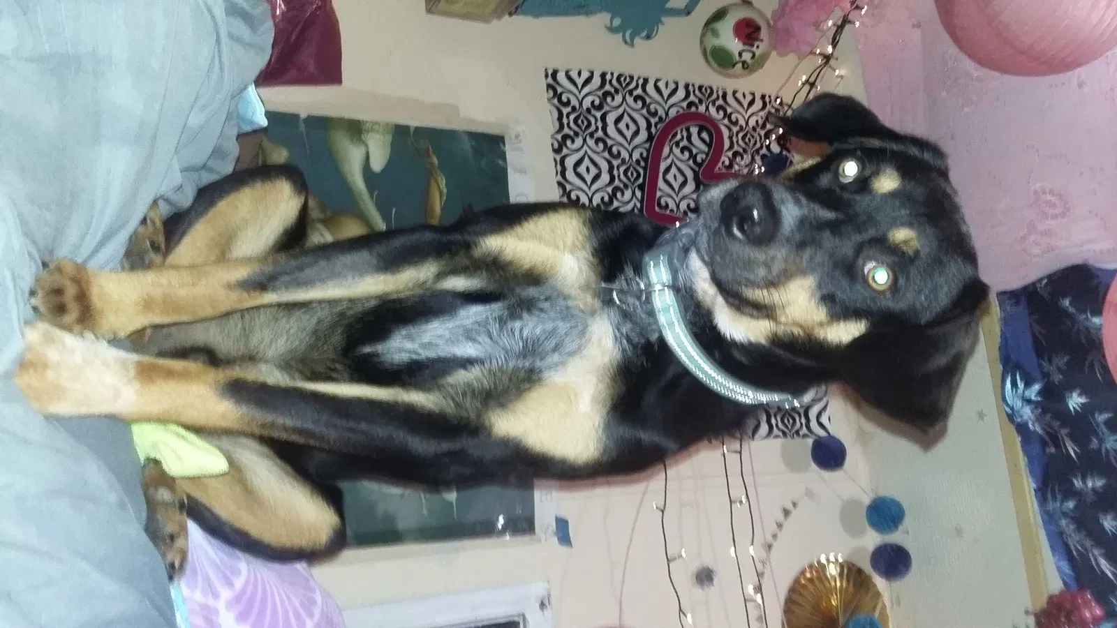 Lost dog in Fulton, MO, 65251