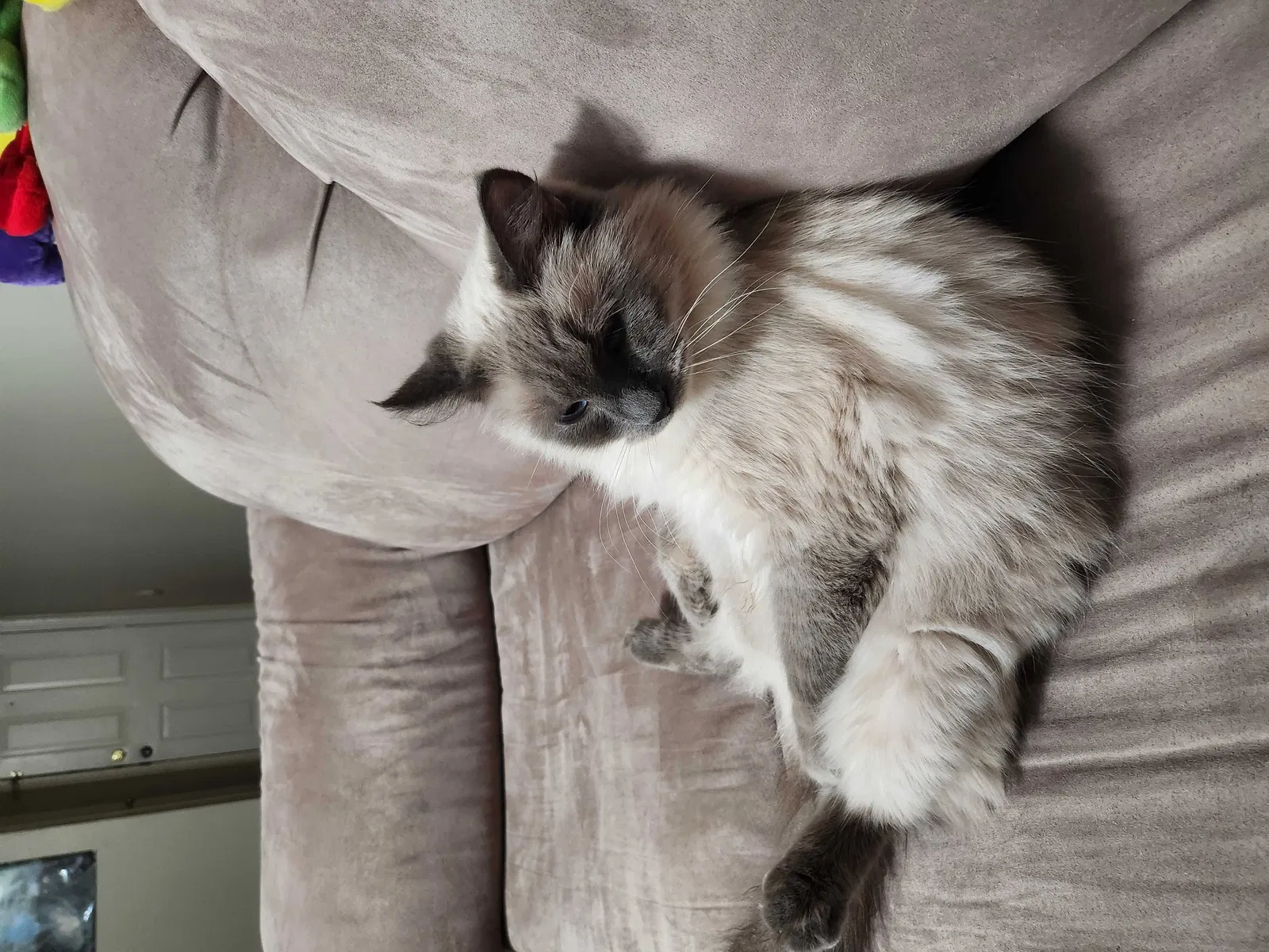 Lost cat in Wylie, TX, 75098