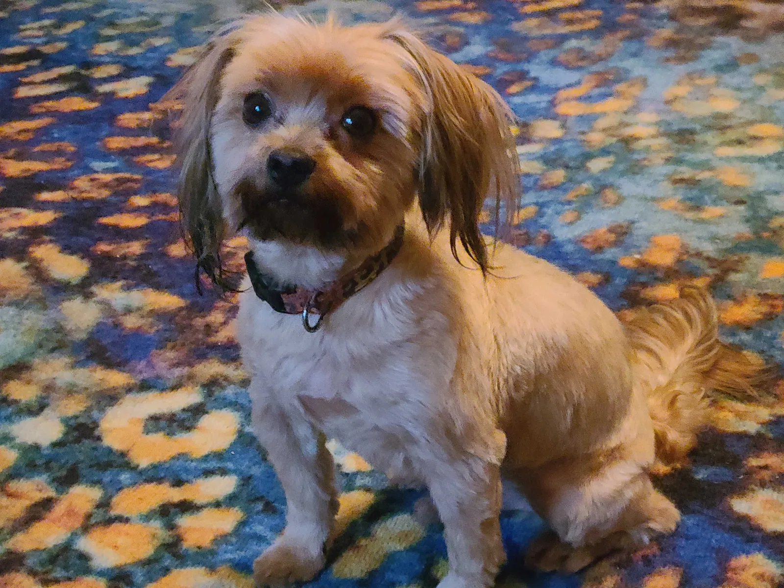 Lost dog in Fort Worth, TX, 76103
