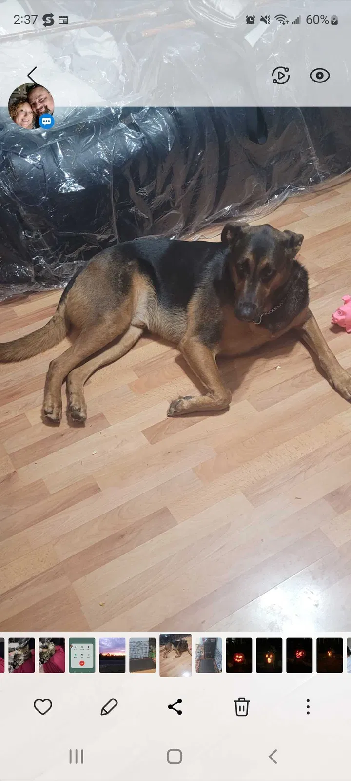 Lost dog in Manor, TX, 78653