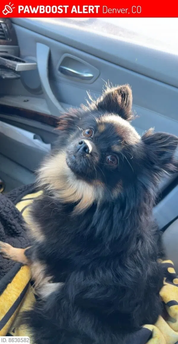 Lost dog in Denver, CO, 80206