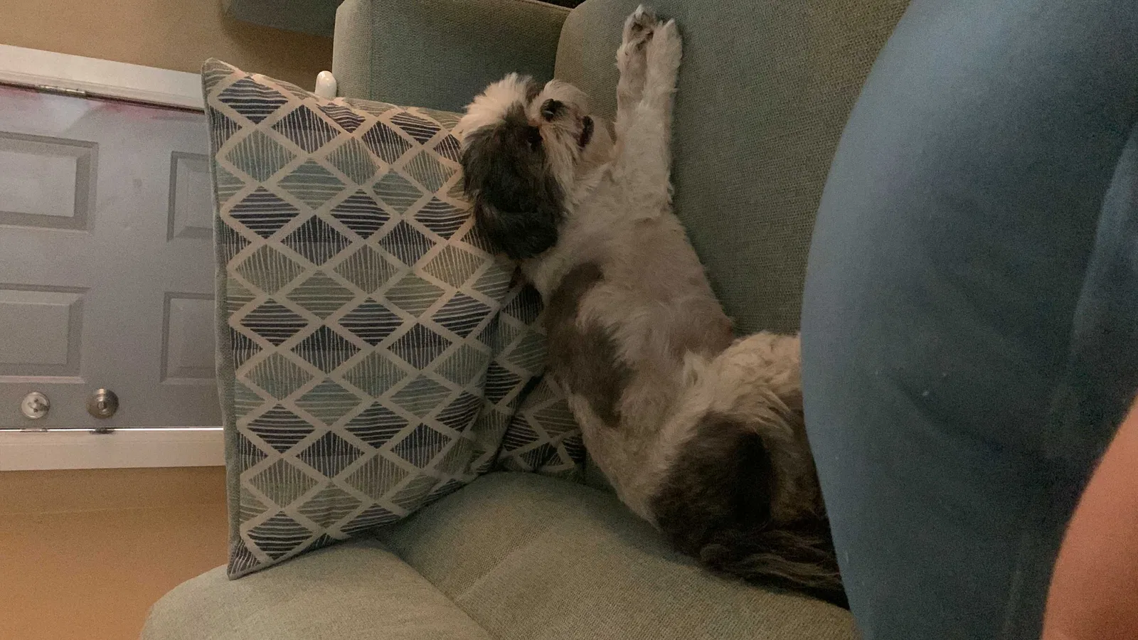 Lost dog in San Antonio, TX, 78207