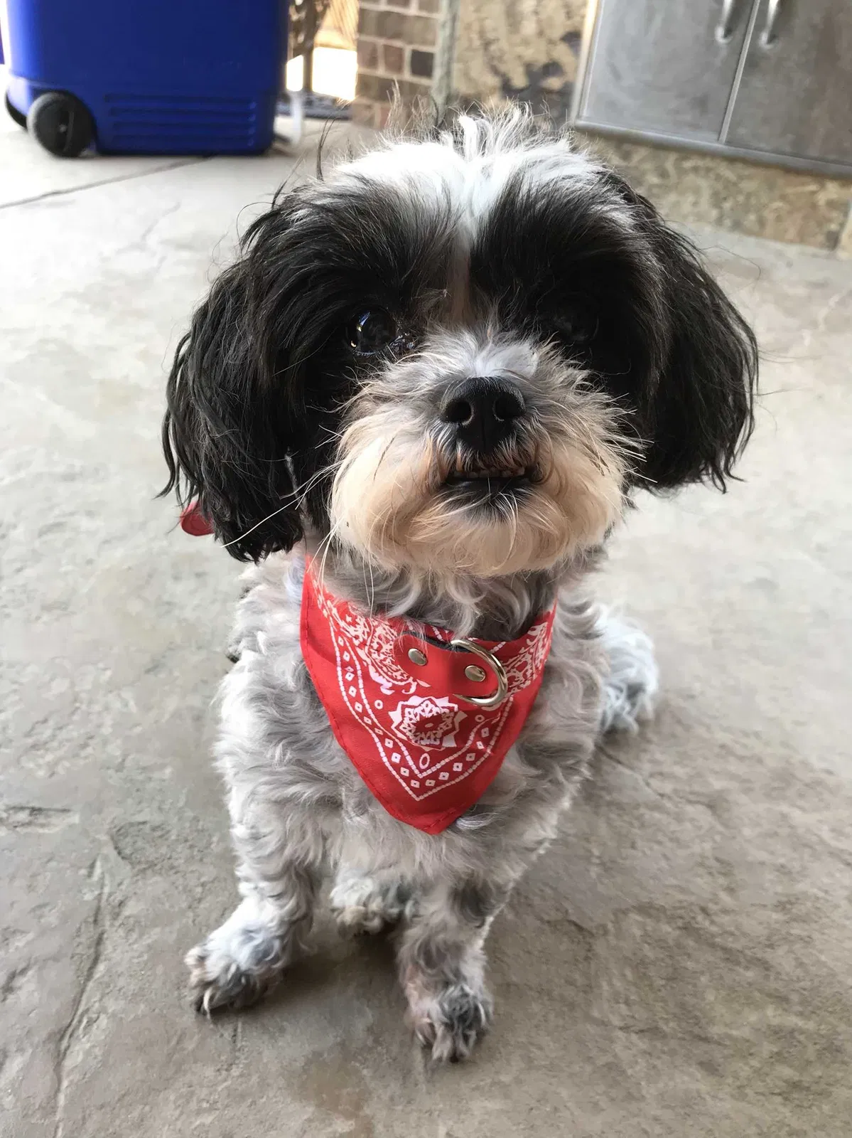 Lost dog in Keller, TX, 76248