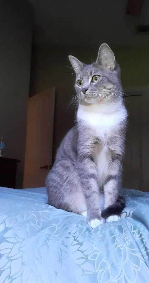 Lost cat in Maitland, FL, 32751