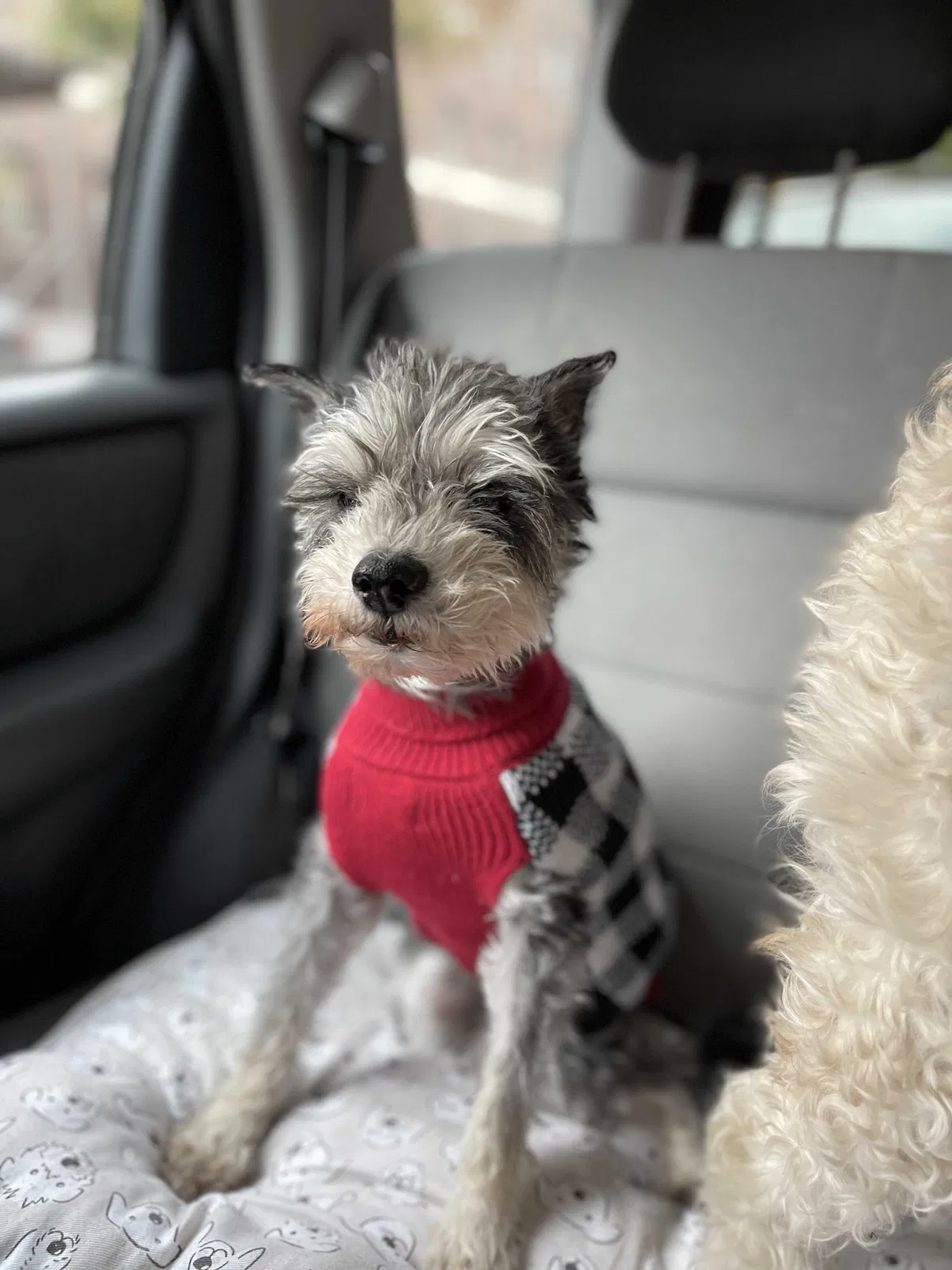 Lost dog in Staunton, VA, 24401