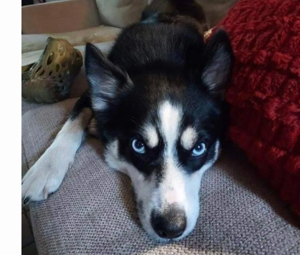 Lost dog in Great Meadows, NJ, 7838