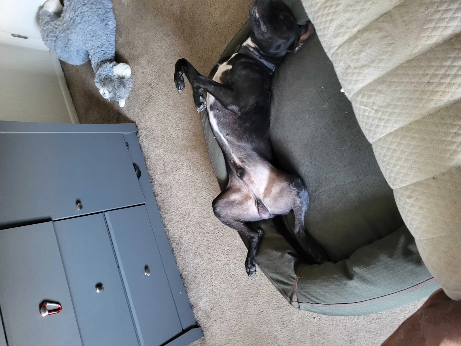 Lost dog in Colorado Springs, CO, 80915
