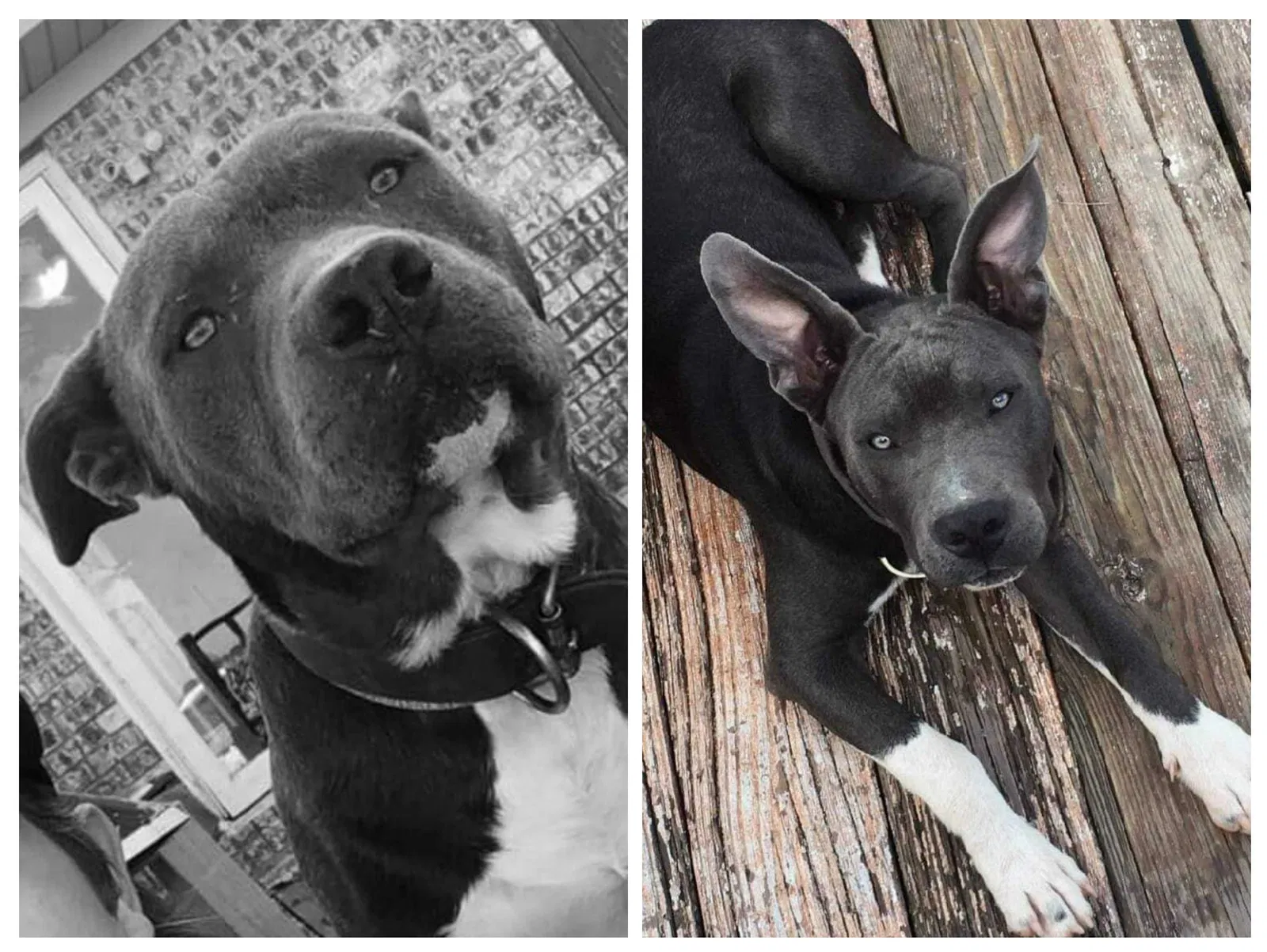 Lost dog in Groveoak, AL, 35975