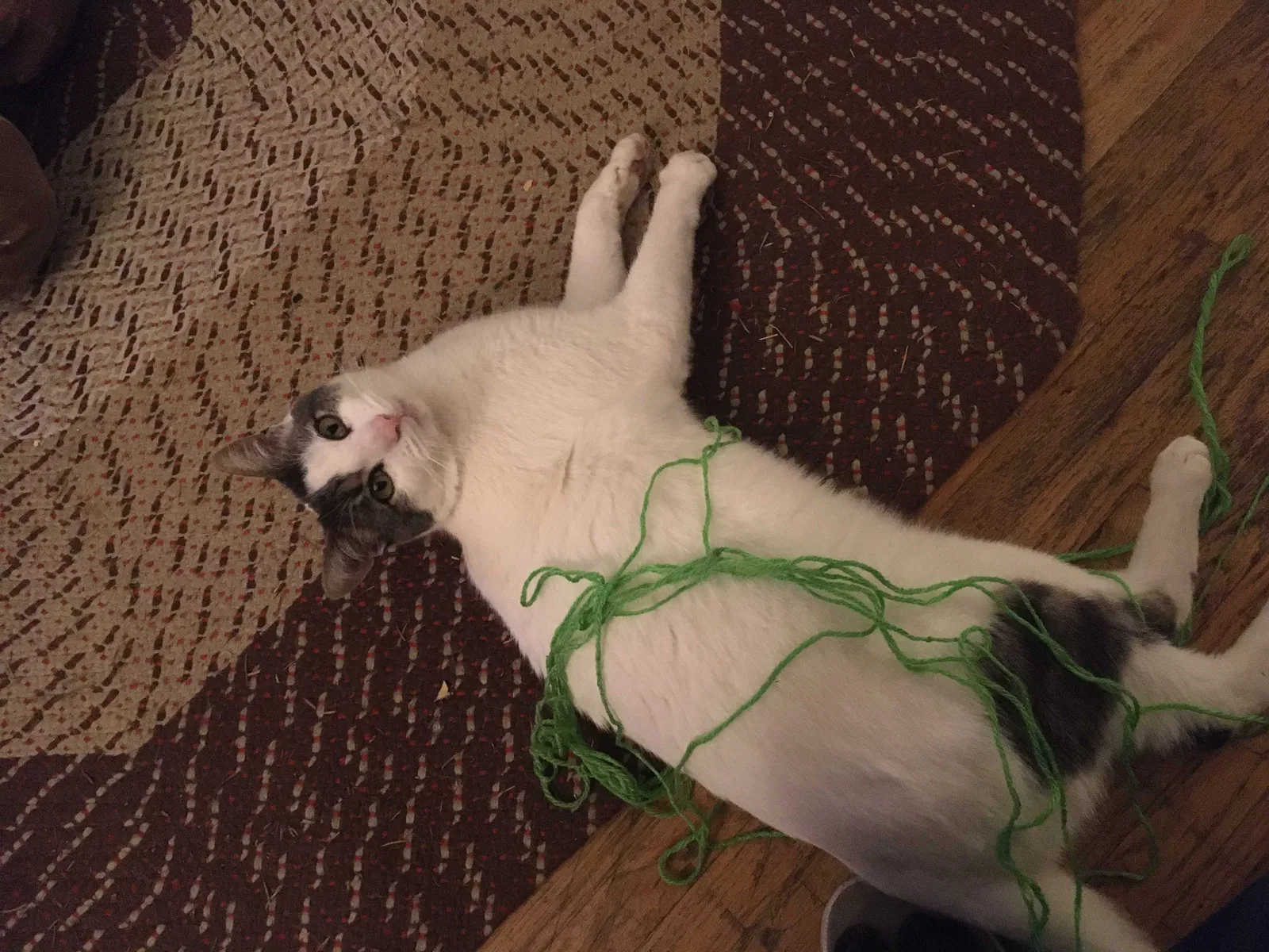 Lost cat in Marysville, WA, 98270