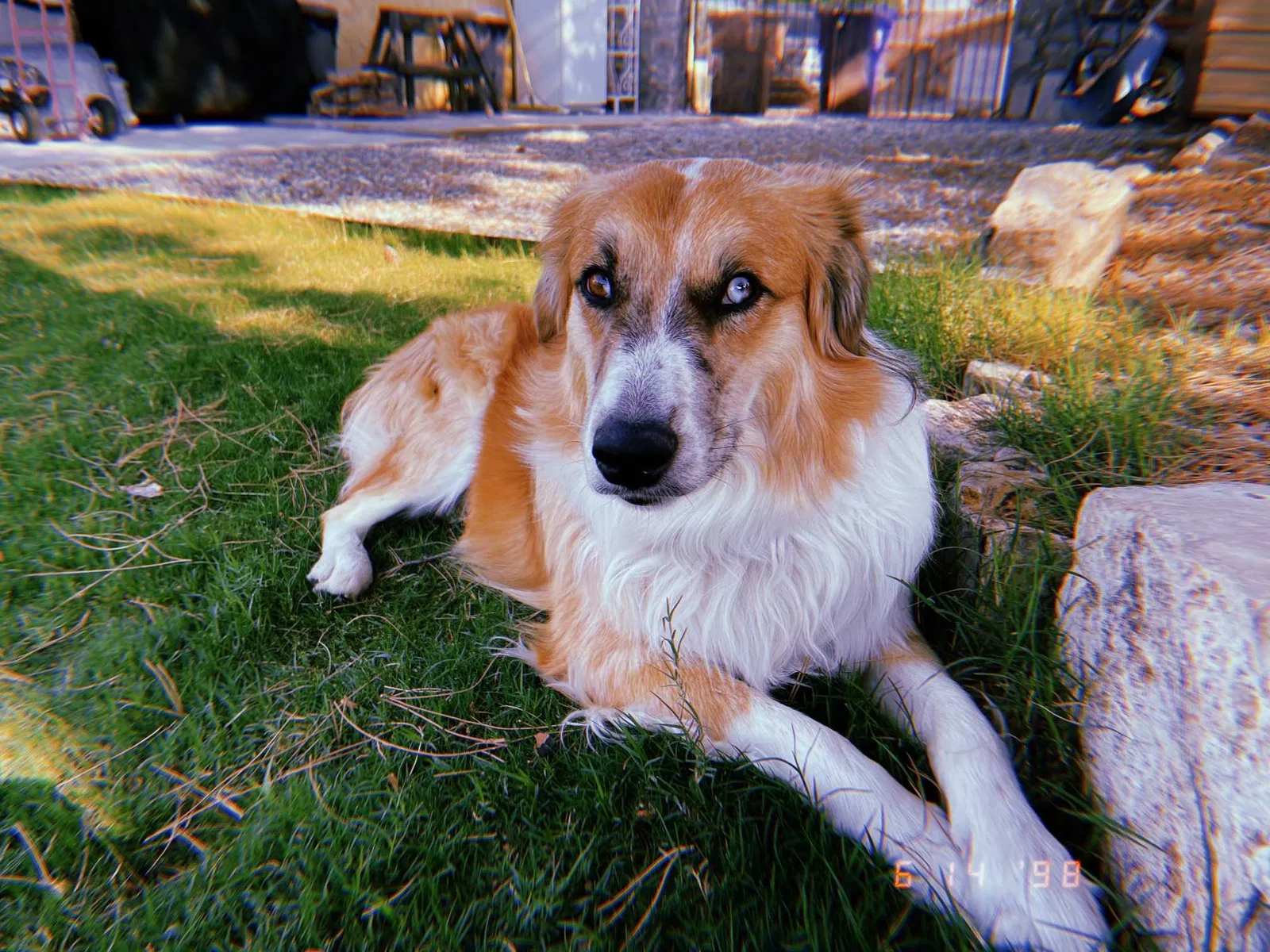 Lost dog in Las Cruces, NM, 88001