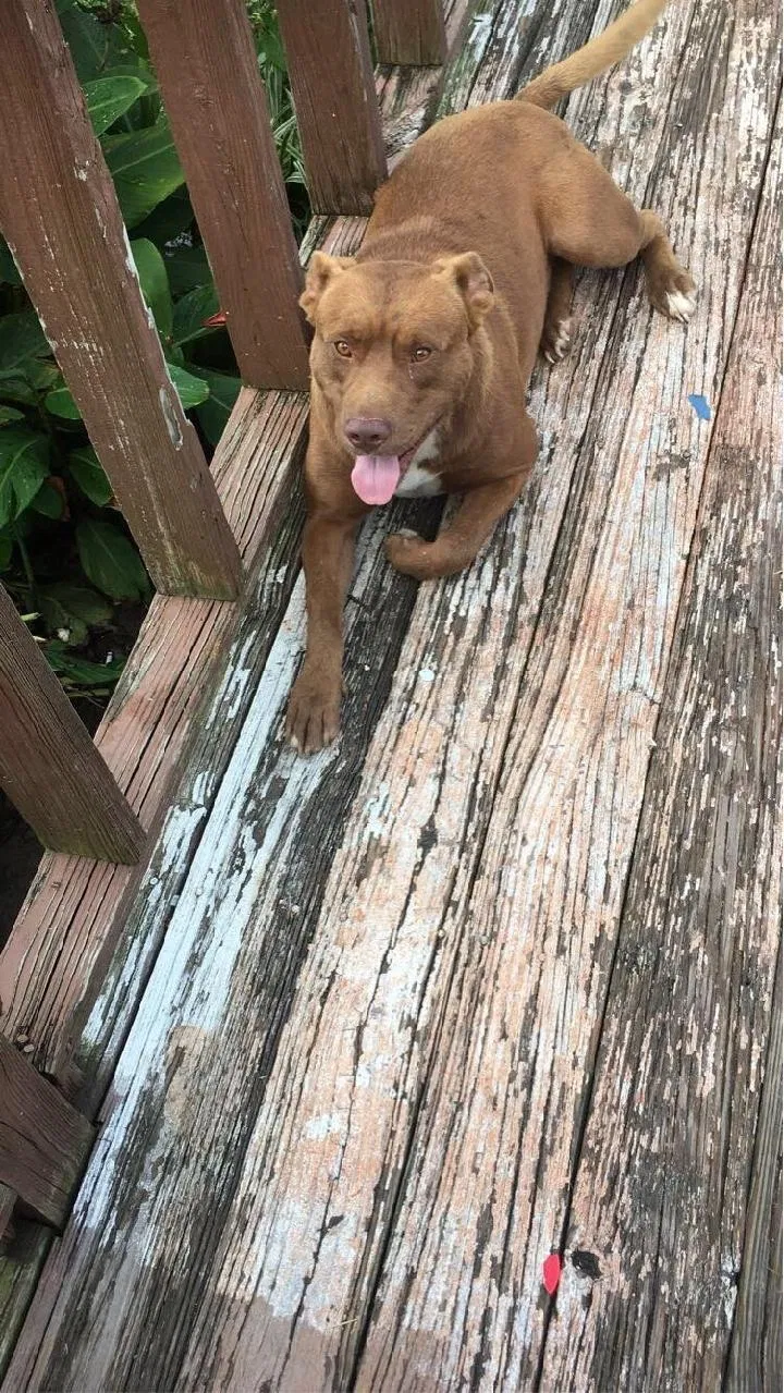 Lost dog in Groveoak, AL, 35975
