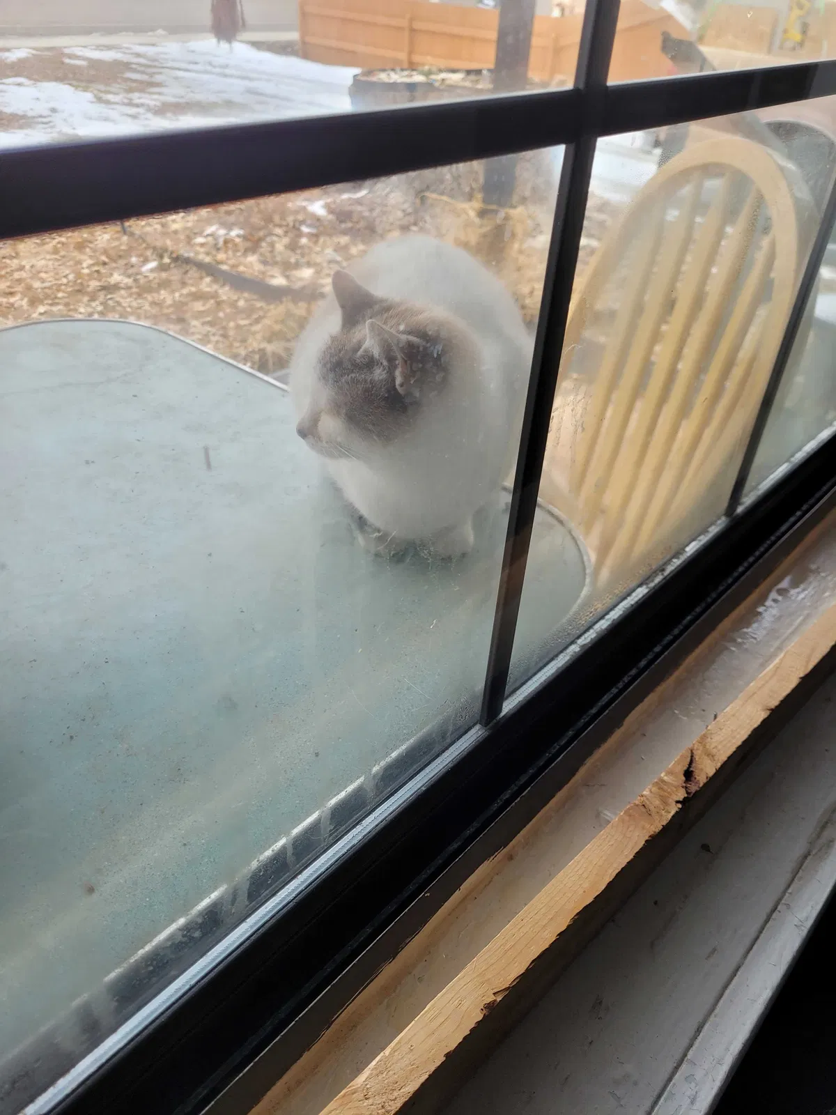 Found cat in Fruitland, ID, 83619