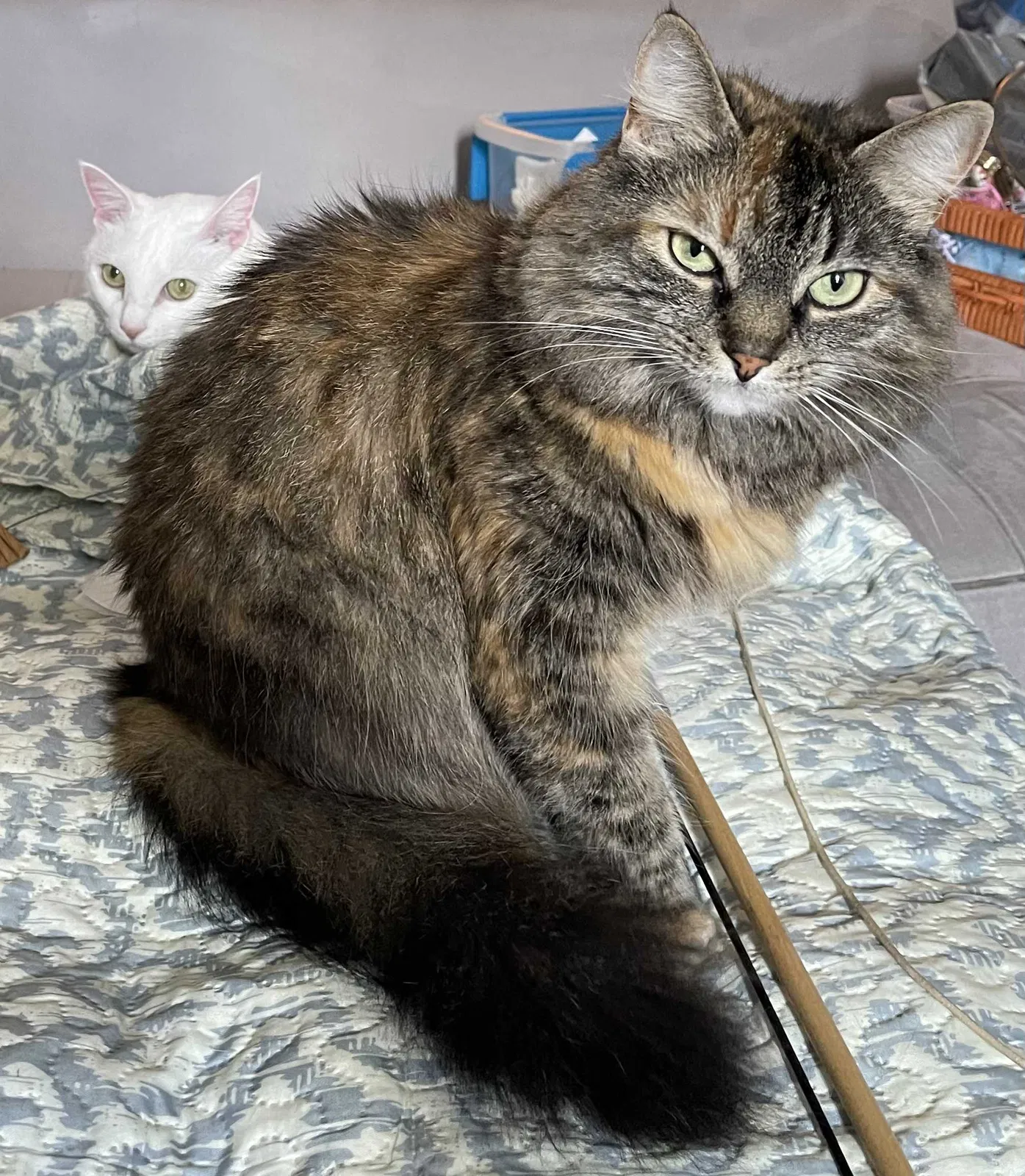 Lost cat in Raleigh, NC, 27604