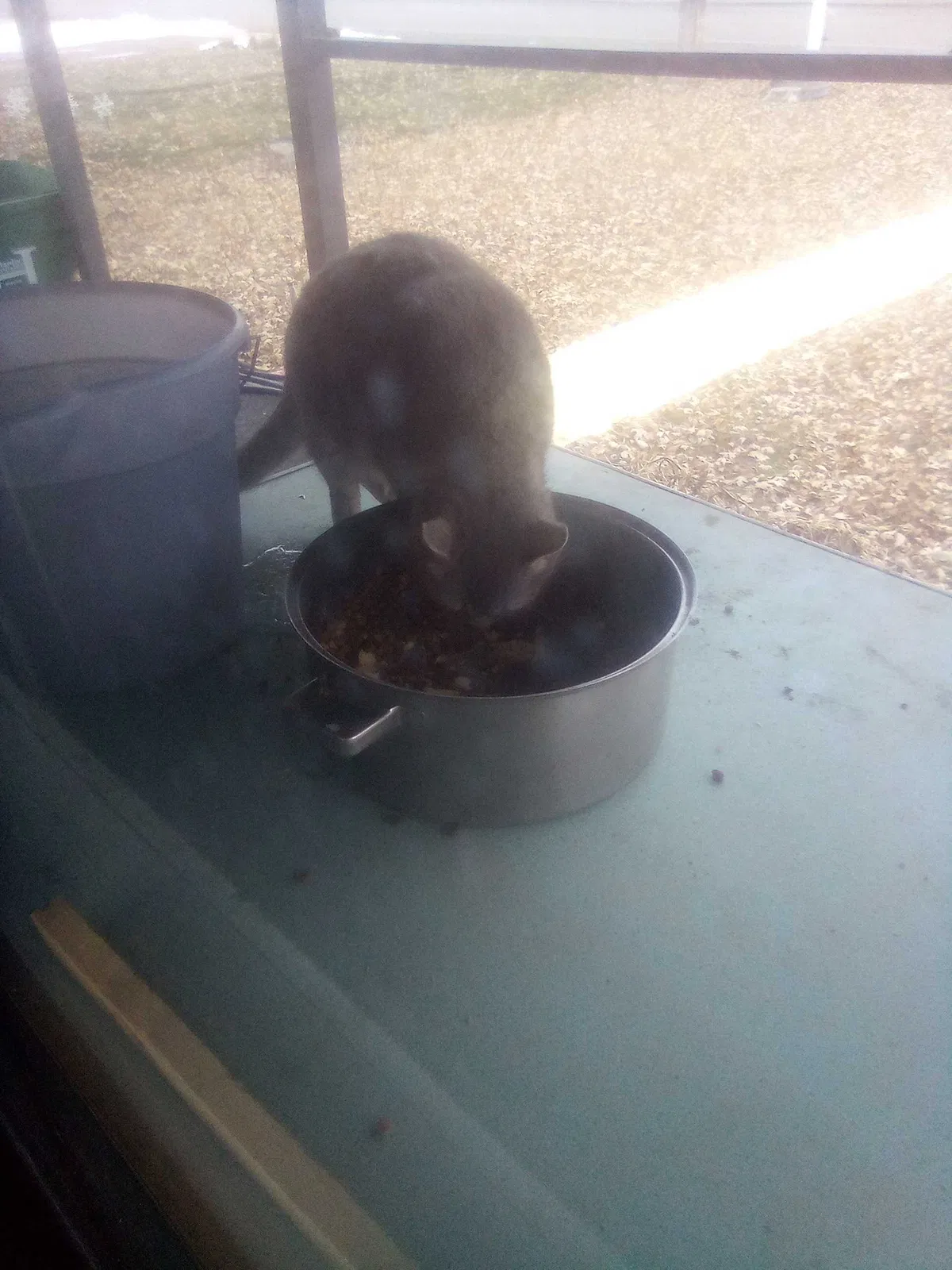 Found cat in Fruitland, ID, 83619