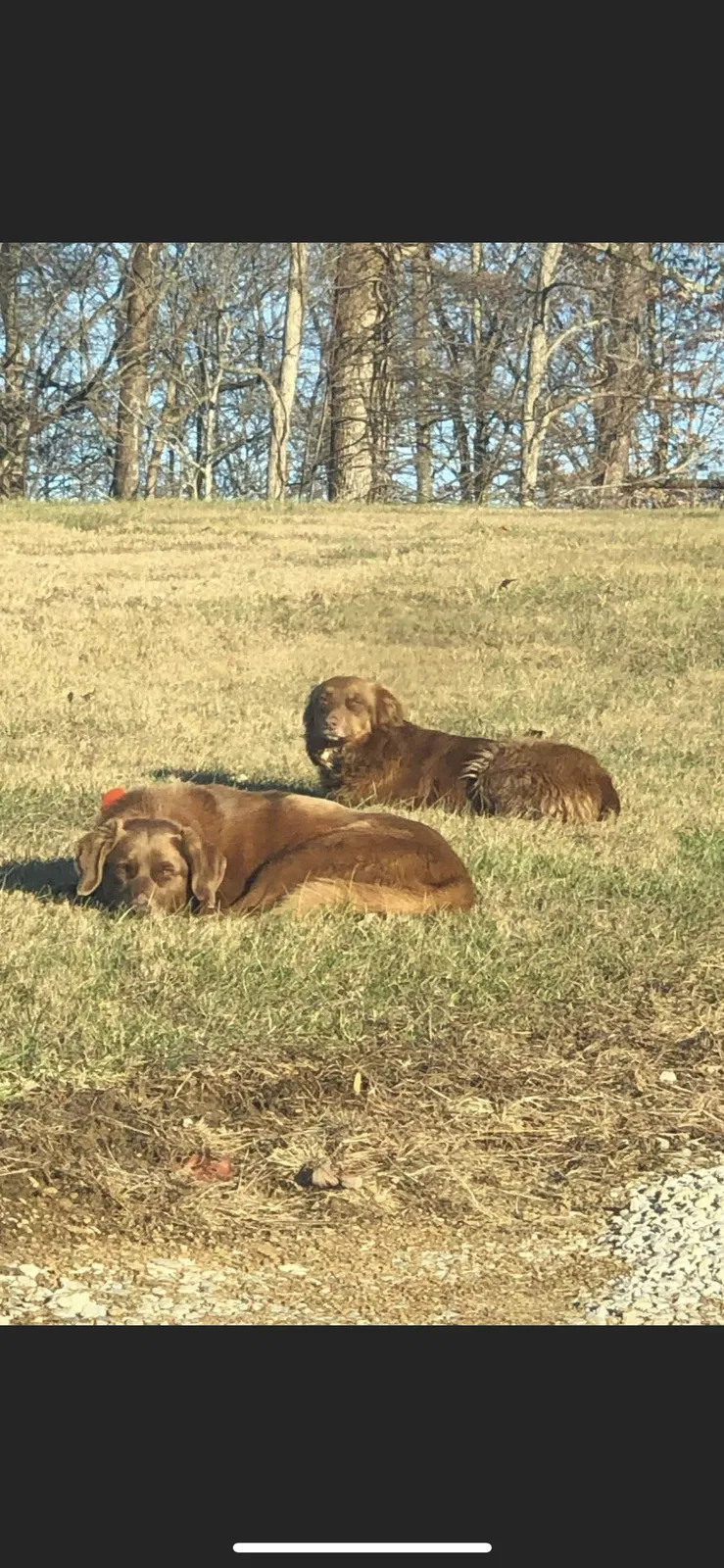 Lost dog in Frenchburg, KY, 40322