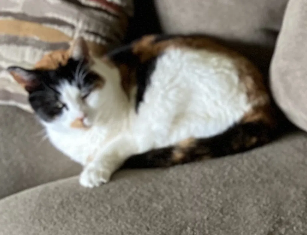 Lost cat in Mcminnville, OR, 97128