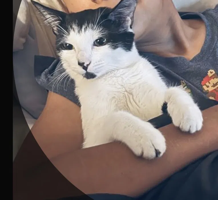 Lost cat in Santa Ana, CA, 92707