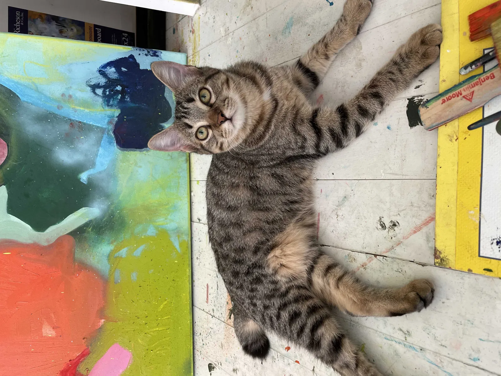 Lost cat in Fort Worth, TX, 76109