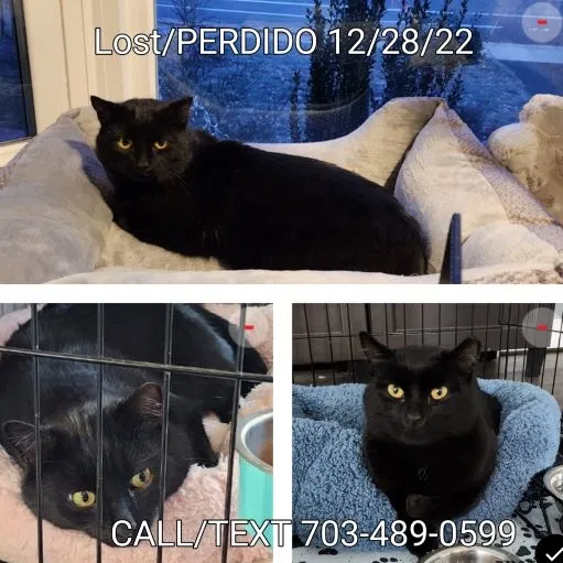 Lost cat in Annandale, VA, 22003