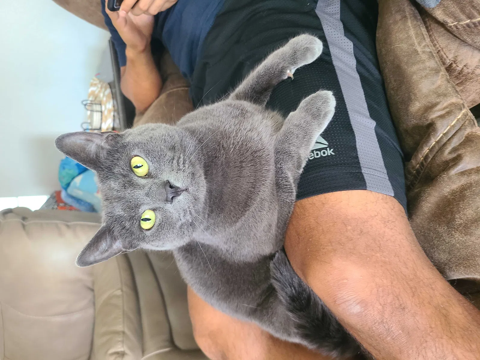 Lost cat in Hutto, TX, 78634