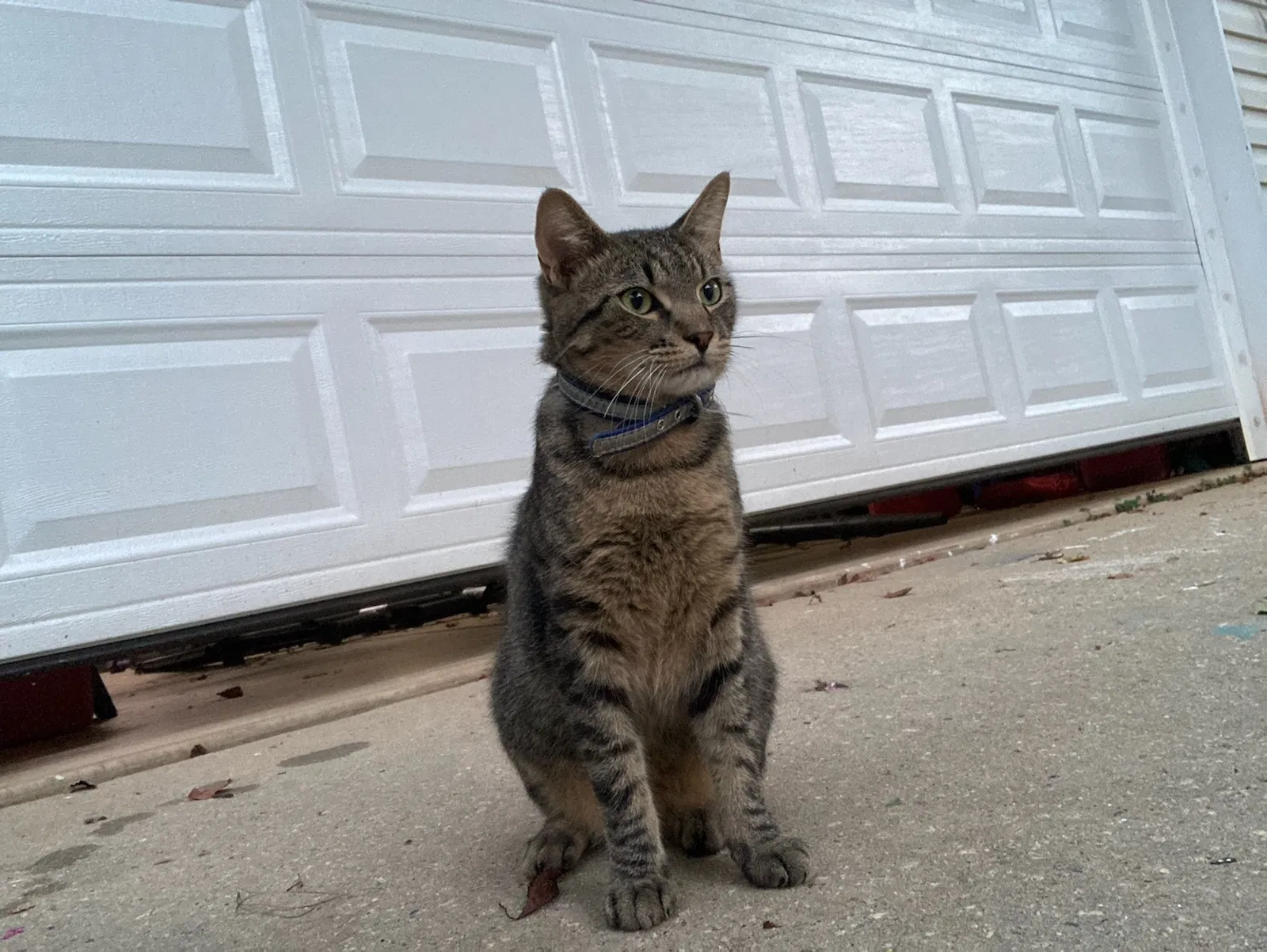 Lost cat in Roxbury Crossing, MA, 2120