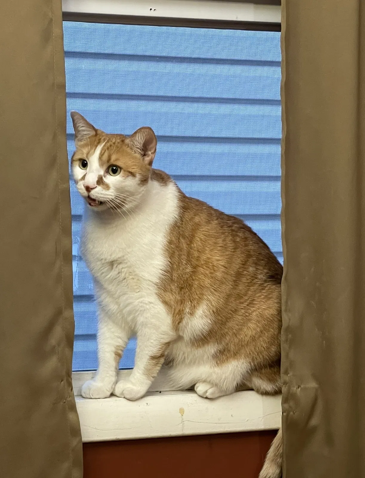 Lost cat in Passaic, NJ, 7055