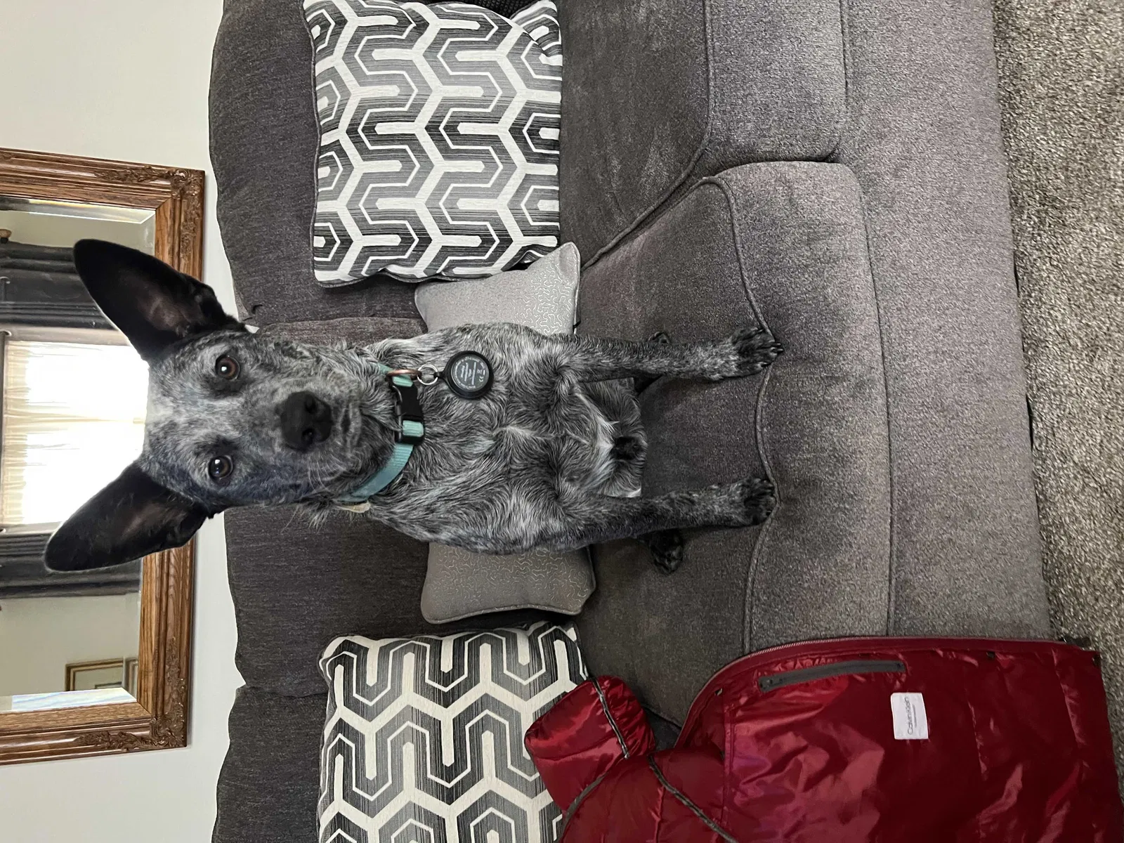 Lost dog in Gainesville, TX, 76240