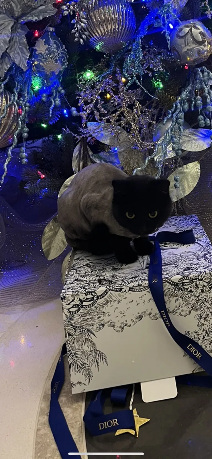 Lost cat in Fort Lauderdale, FL, 33304