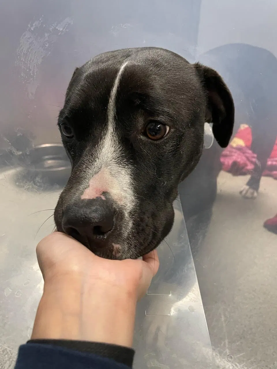 Lost dog in Compton, CA, 90222