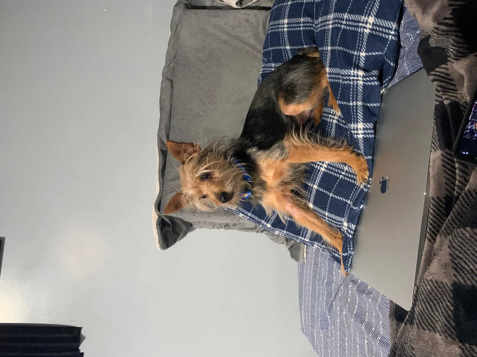 Lost dog in Allentown, PA, 18103