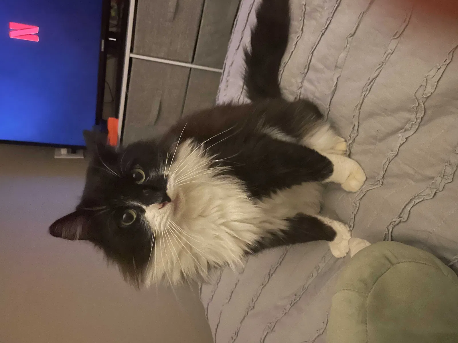 Missing Cat