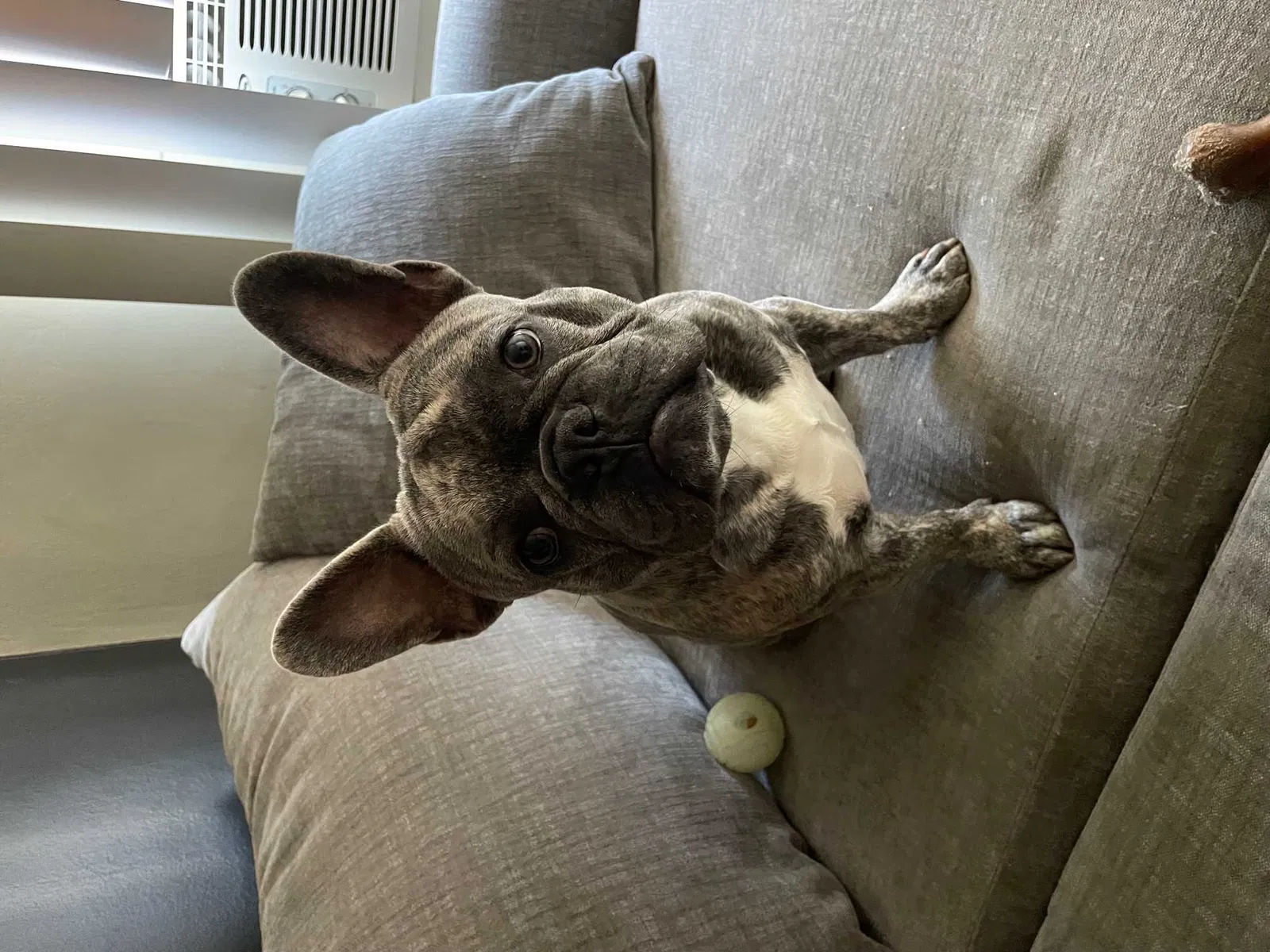 Lost dog in Los Angeles, CA, 90035