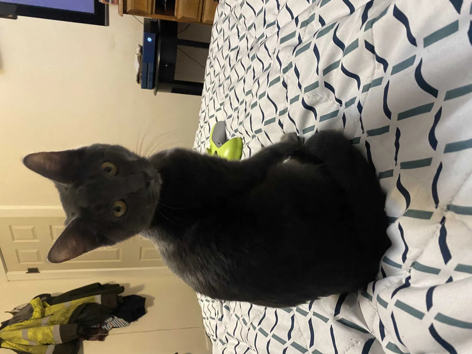 Lost cat in Beaverton, OR, 97006