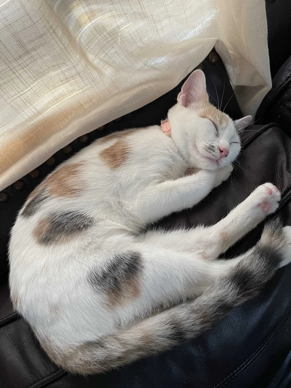 Lost cat in Hickory, NC, 28601