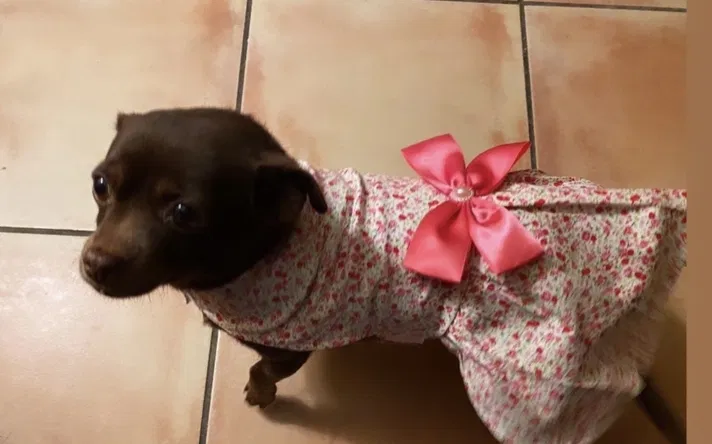 Lost dog in Fontana, CA, 92337