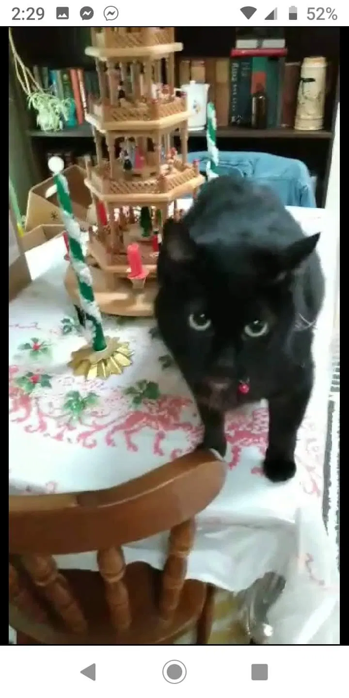 Lost cat in Cresco, PA, 18326