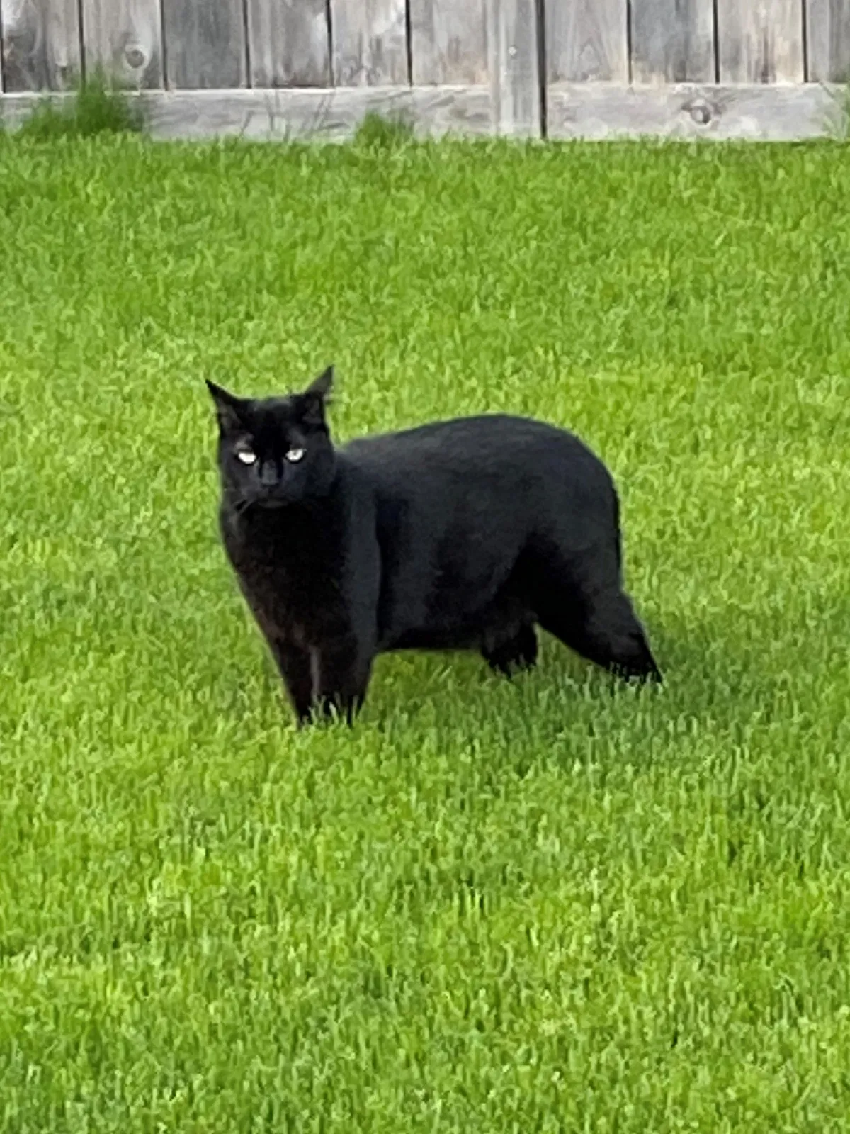 Lost cat in Seattle, WA, 98198