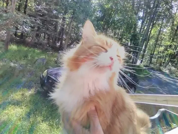 Lost cat in Cresco, PA, 18326