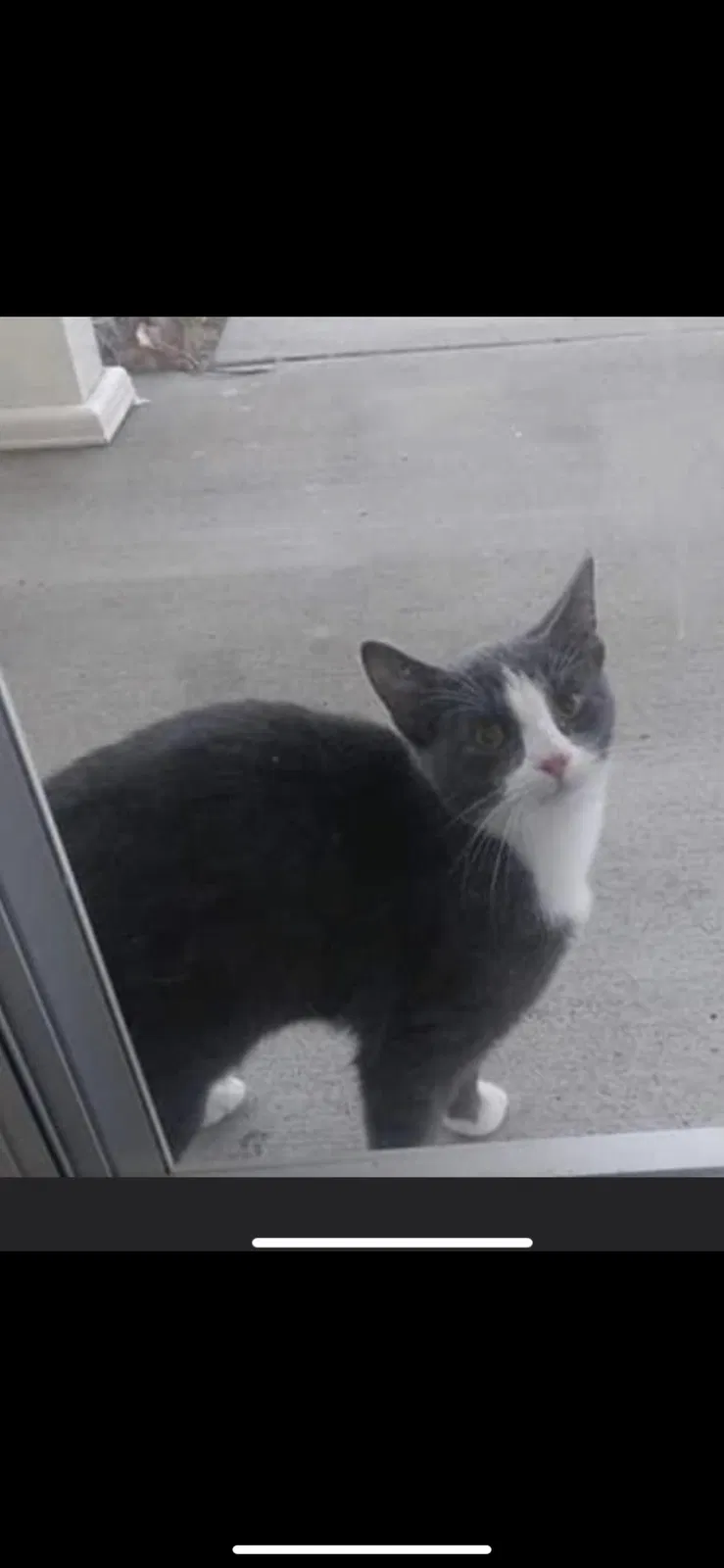 Lost cat in Altoona, IA, 50009