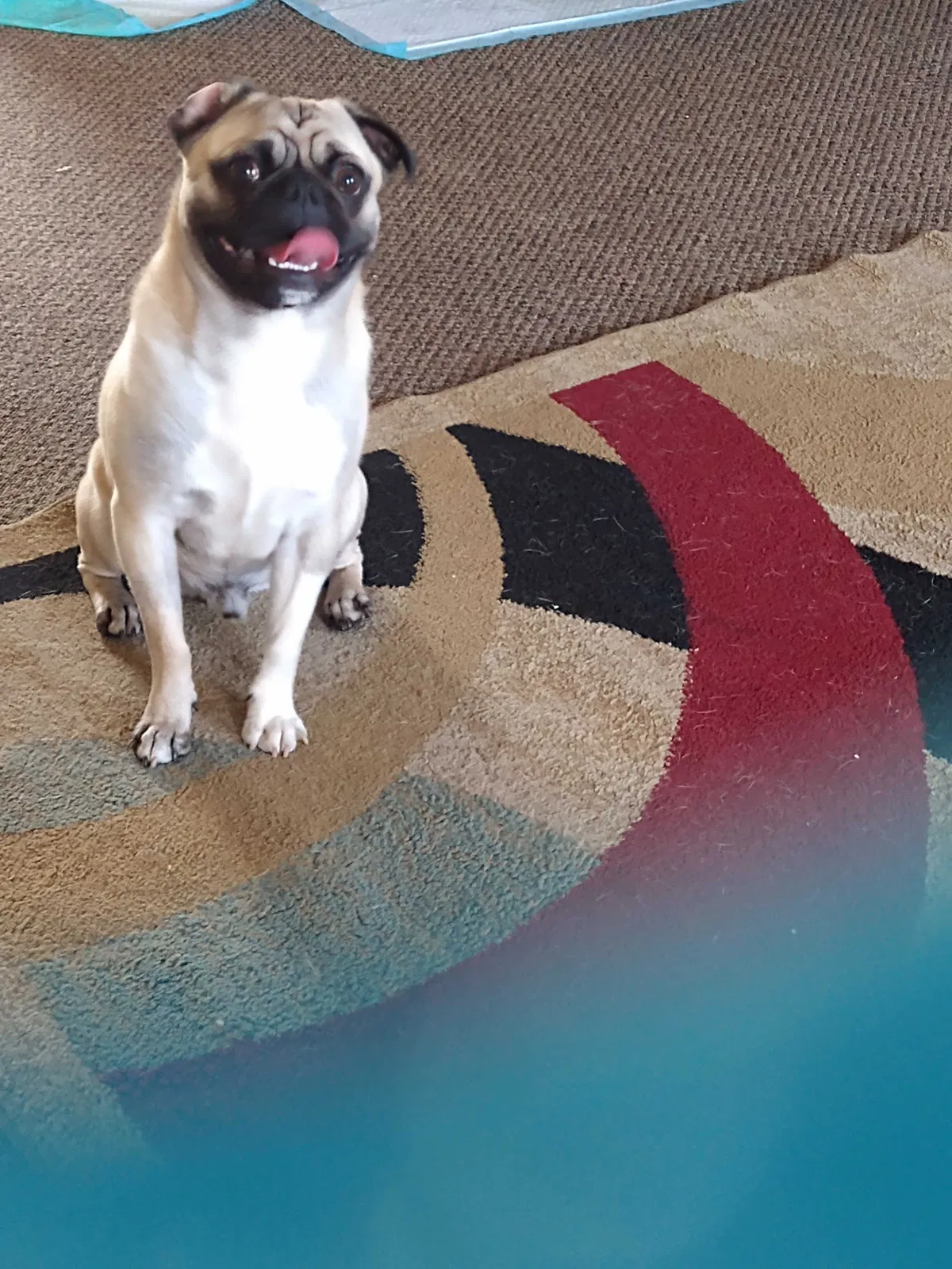Lost dog in San Diego, CA, 92113