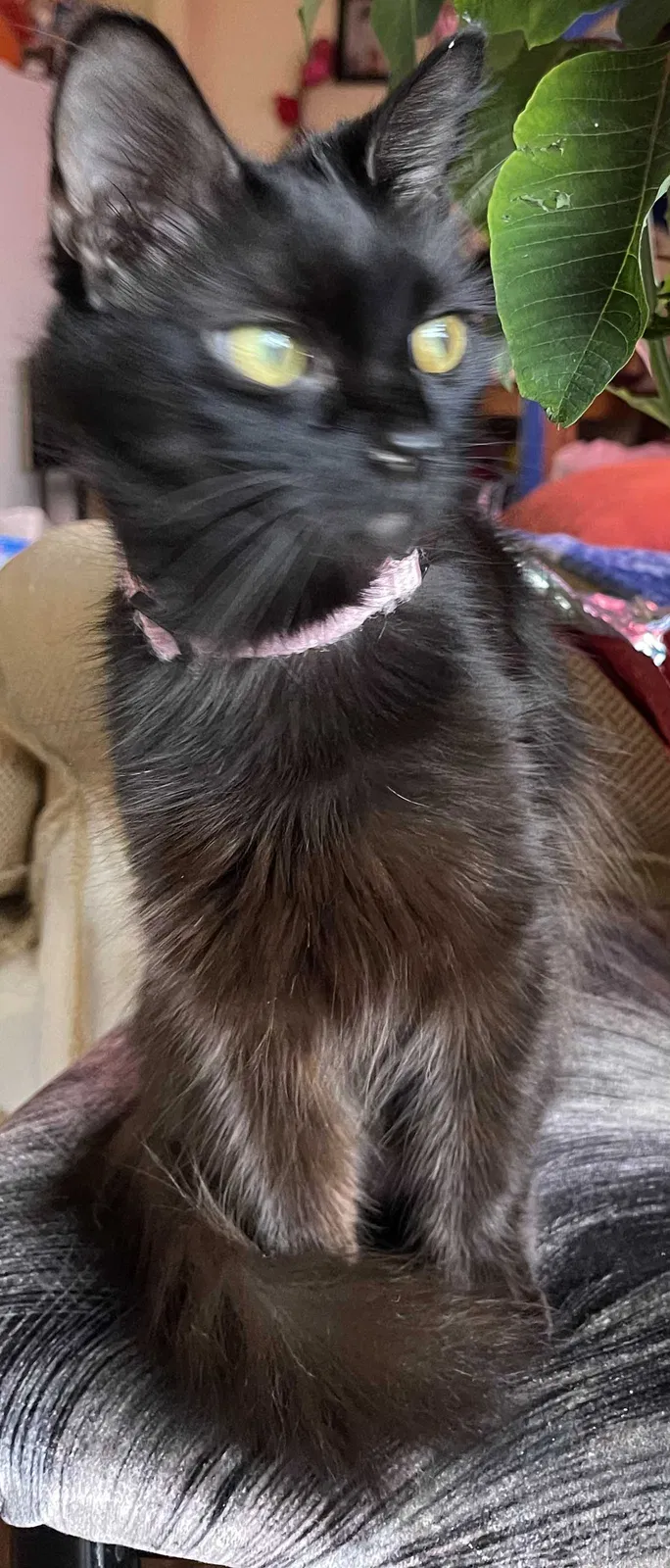 Lost cat in Los Angeles, CA, 90016
