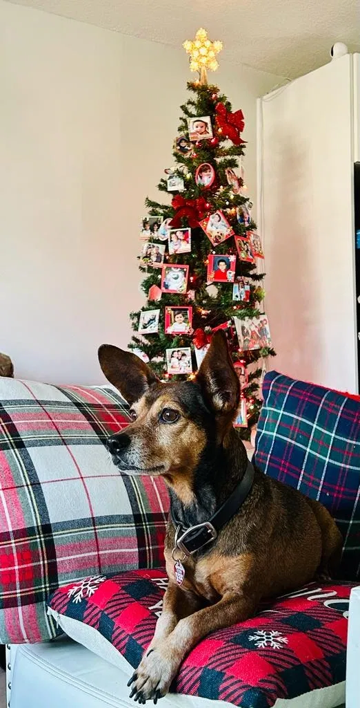 Lost dog in Jupiter, FL, 33458